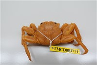 藏品(無斑斜紋蟹)的圖片
